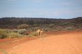 Meekatharra - Mt Augusta - Karijini NP (28)